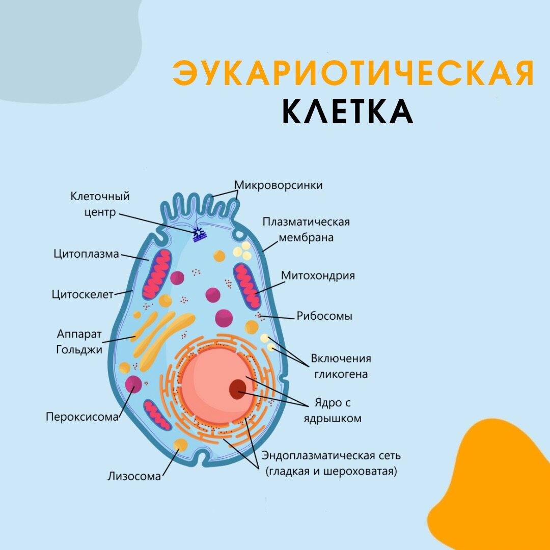 Расположение структур в эукариотической клетке Расположение структур в эукариотической клетке