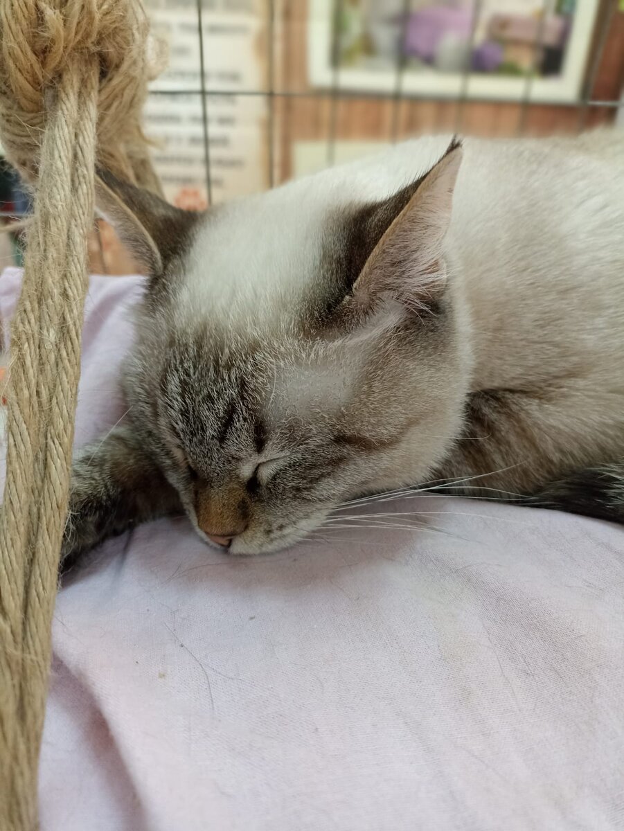 Подруга ходила на котошоу 😻