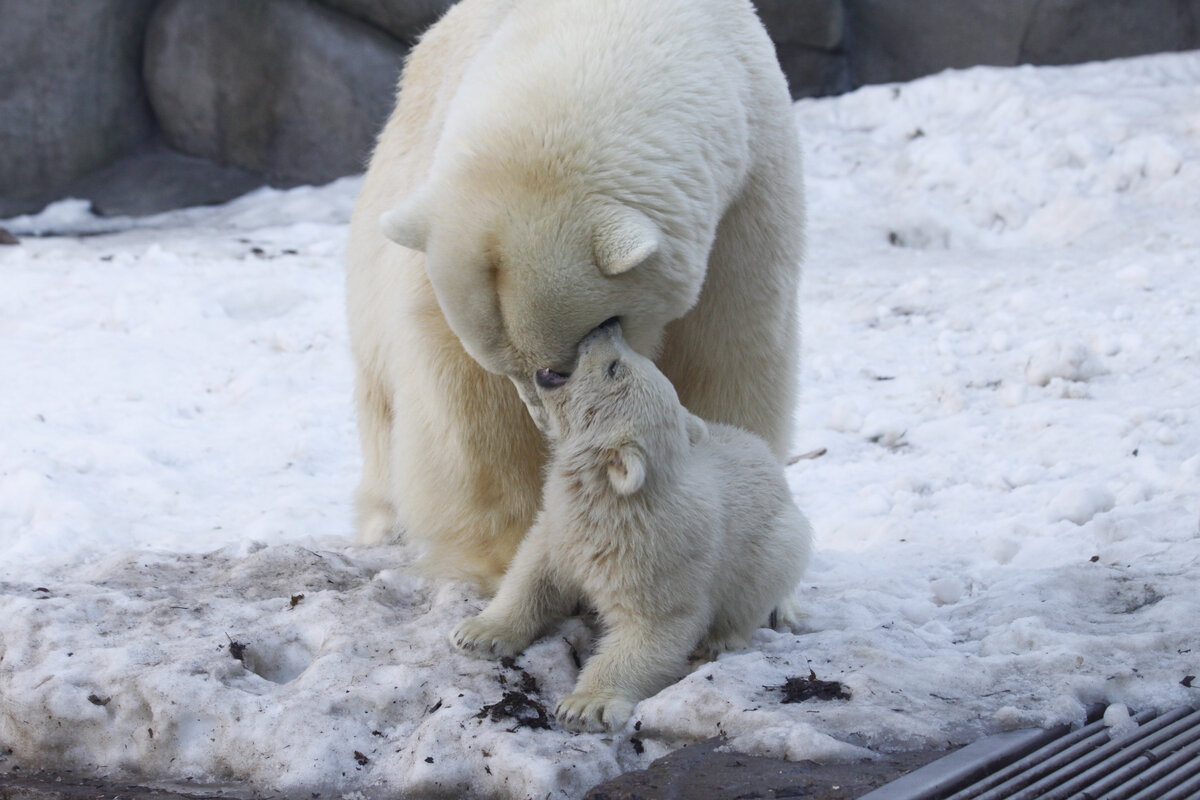 В Московском зоопарке. Фото автора