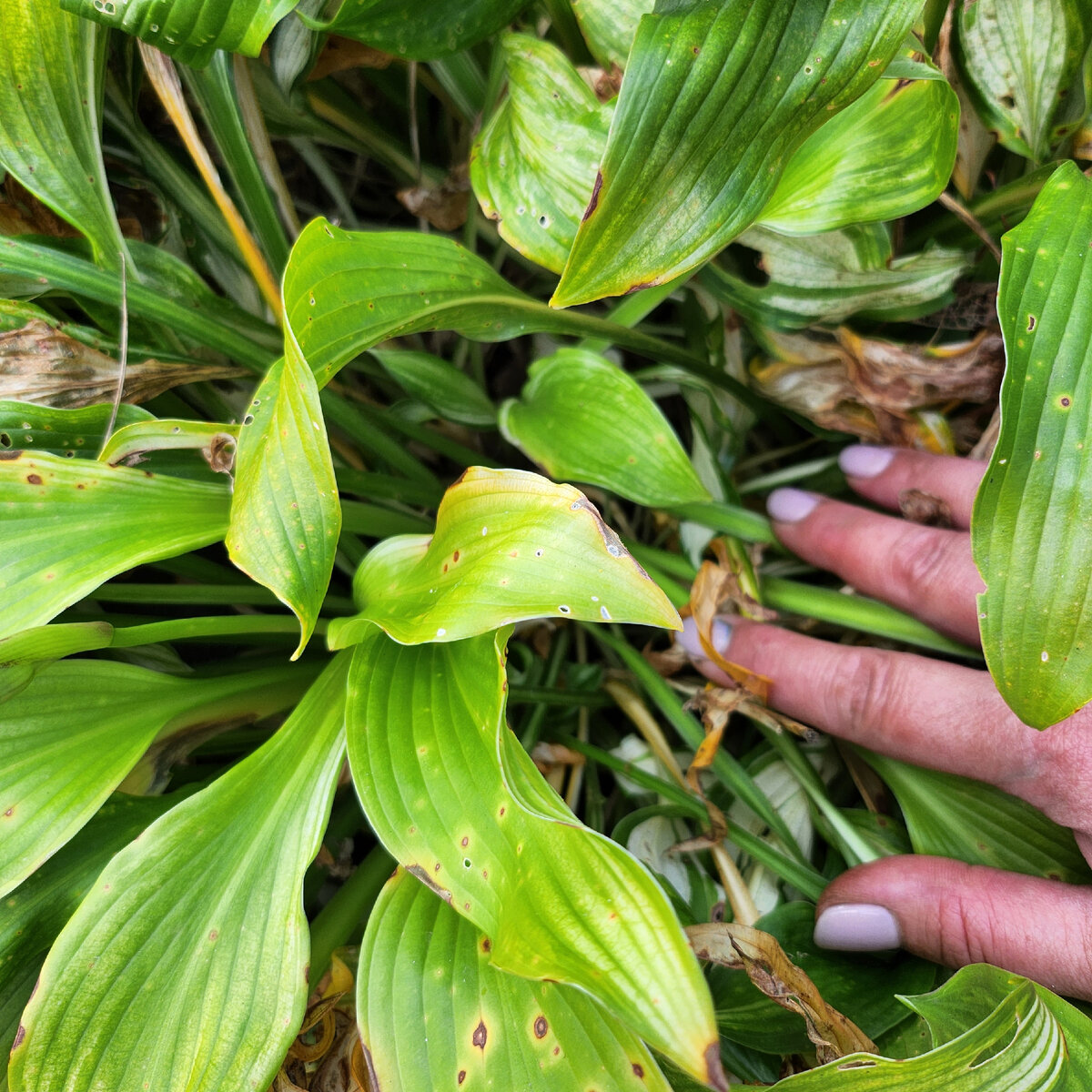 При обрезке всех многолетних цветов я всегда ориентируюсь на листья. 