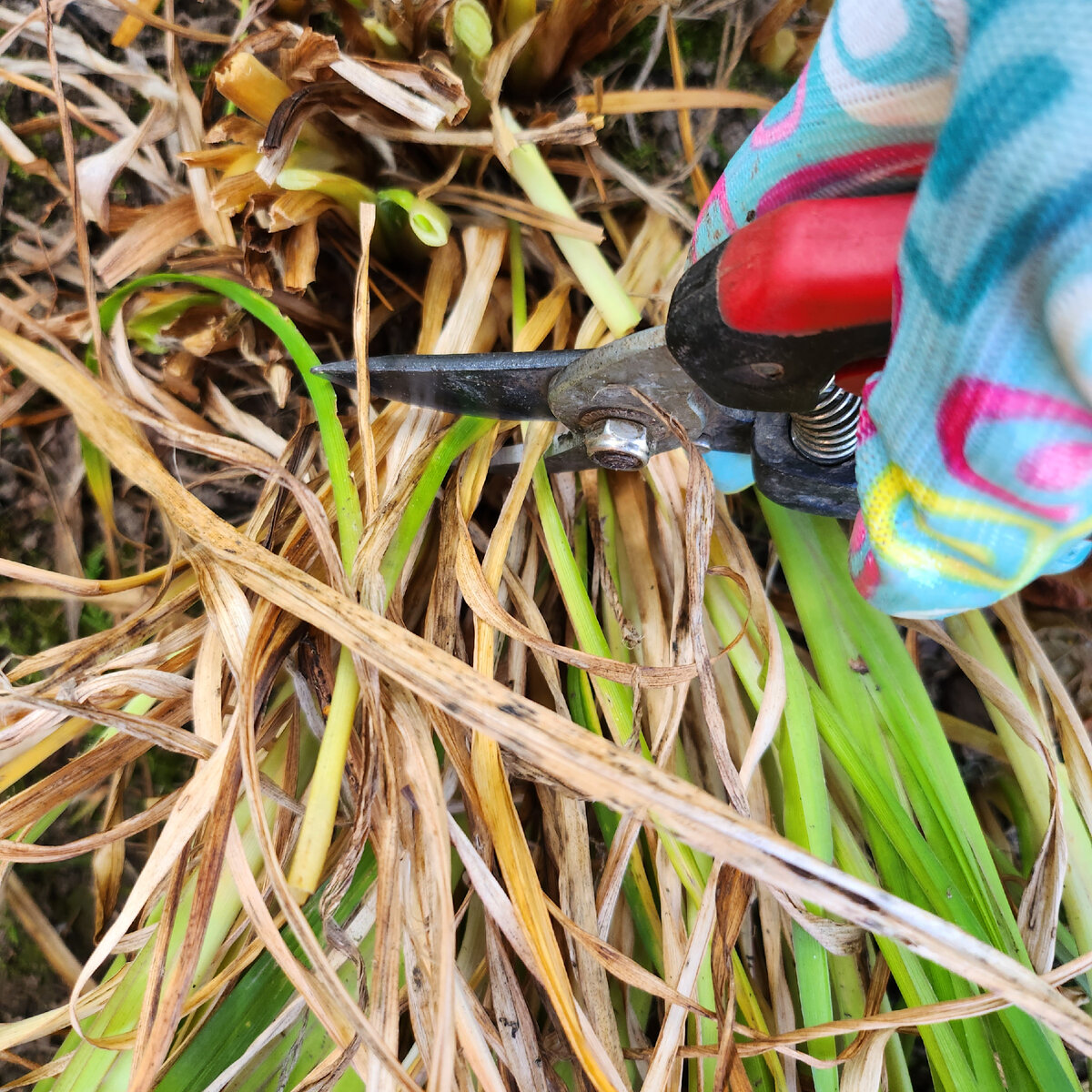 При обрезке всех многолетних цветов я всегда ориентируюсь на листья. 