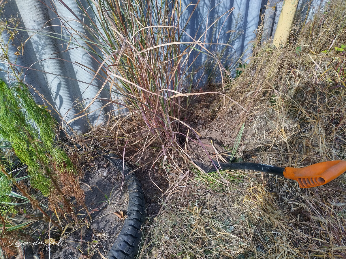 Пытаюсь разделить куст пампасной травы. Ох и не просто это!