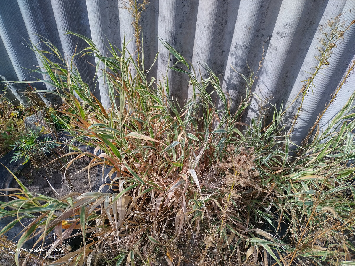 Все время забываю название этого злака...