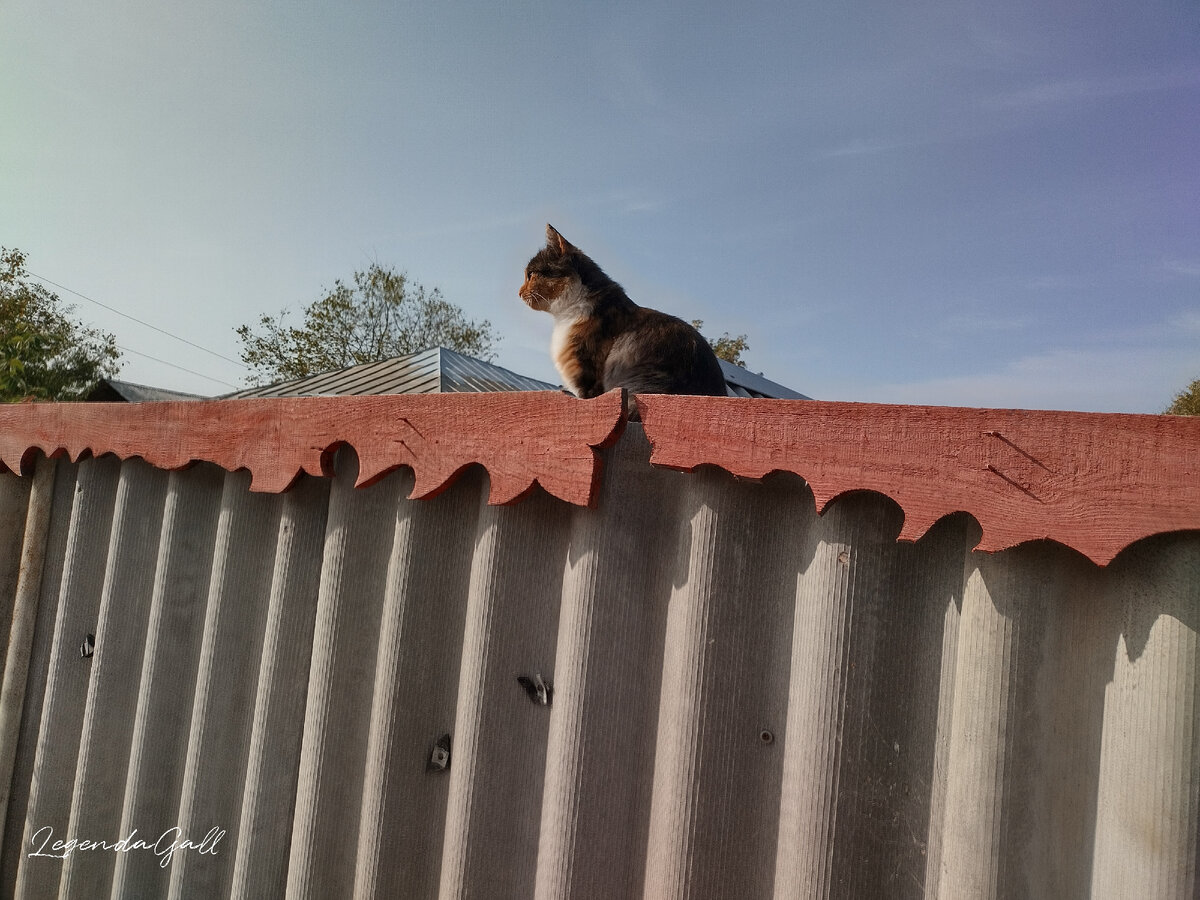 Муха пришла с ночных гулянок, ждет, когда домой вернусь