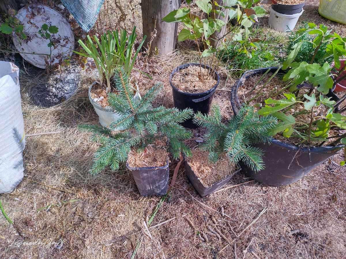 Ёлочки так распушились, подросли немножко