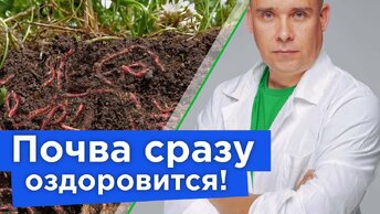 Почва оздоровится и станет плодородной, если сделаете так осенью!