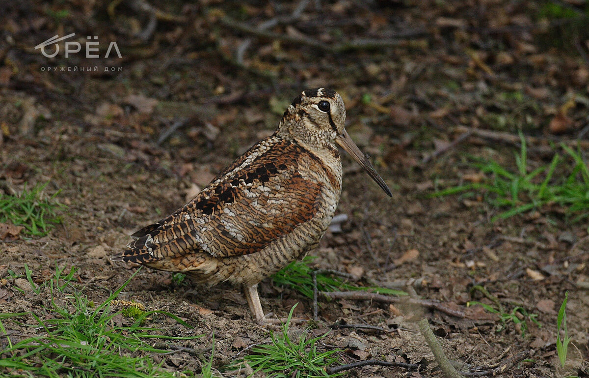 Охота на вальдшнепа осенью. Фото animalbox.ru
