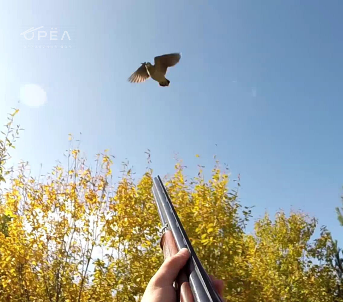 Охота на вальдшнепа осенью. Фото forum.guns.ru