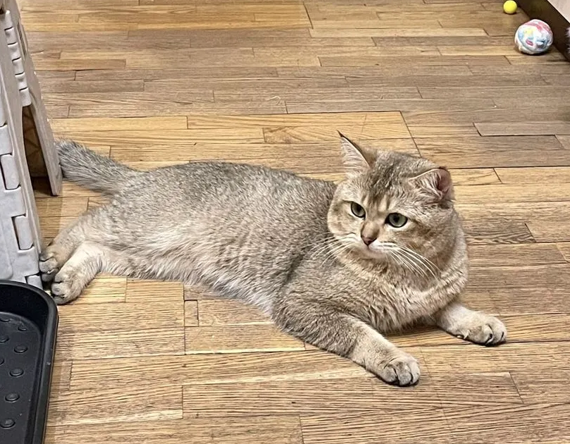 Жених с Авито