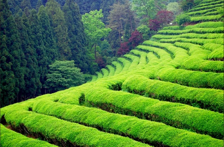 Кофейные плантации в горах