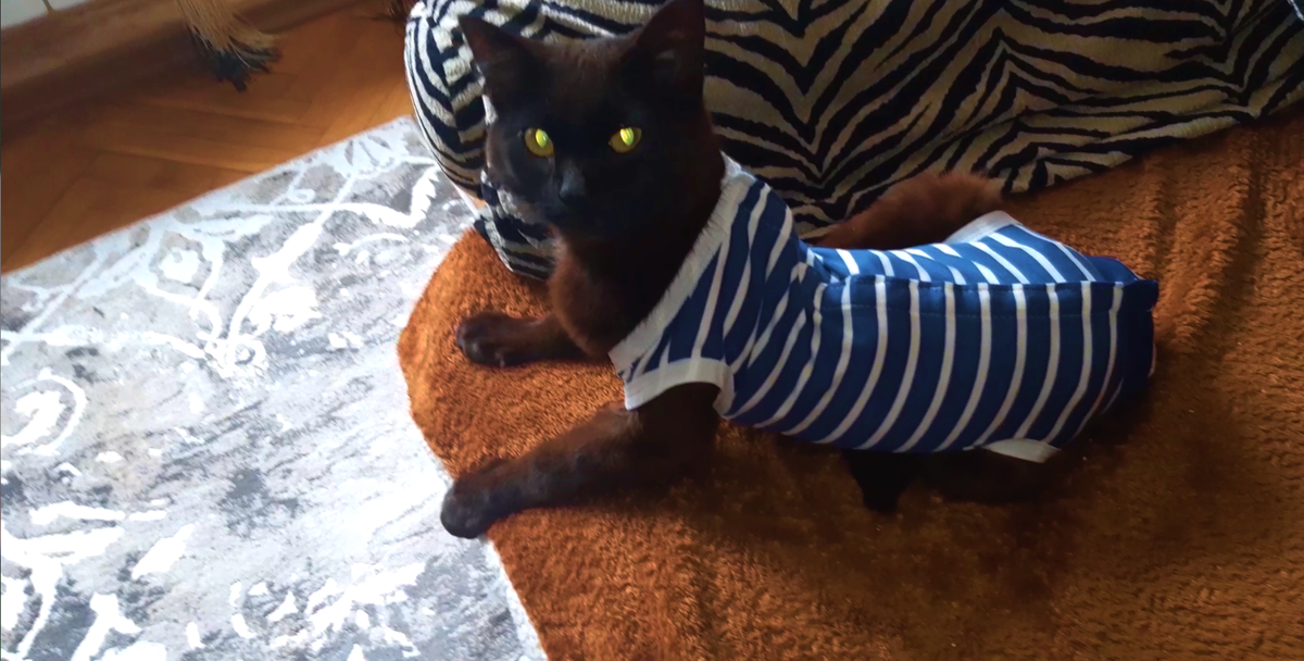 Наш модник Памперс