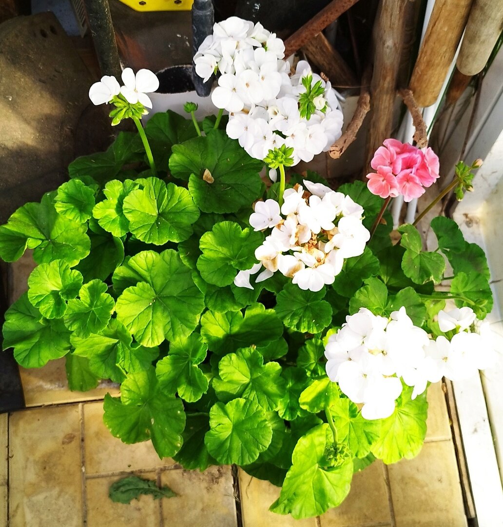 Вот такими, цветущими, торжественно, на карете(тачка) они заехали в теплицу))). Уж очень большой и тяжелый горшок! 