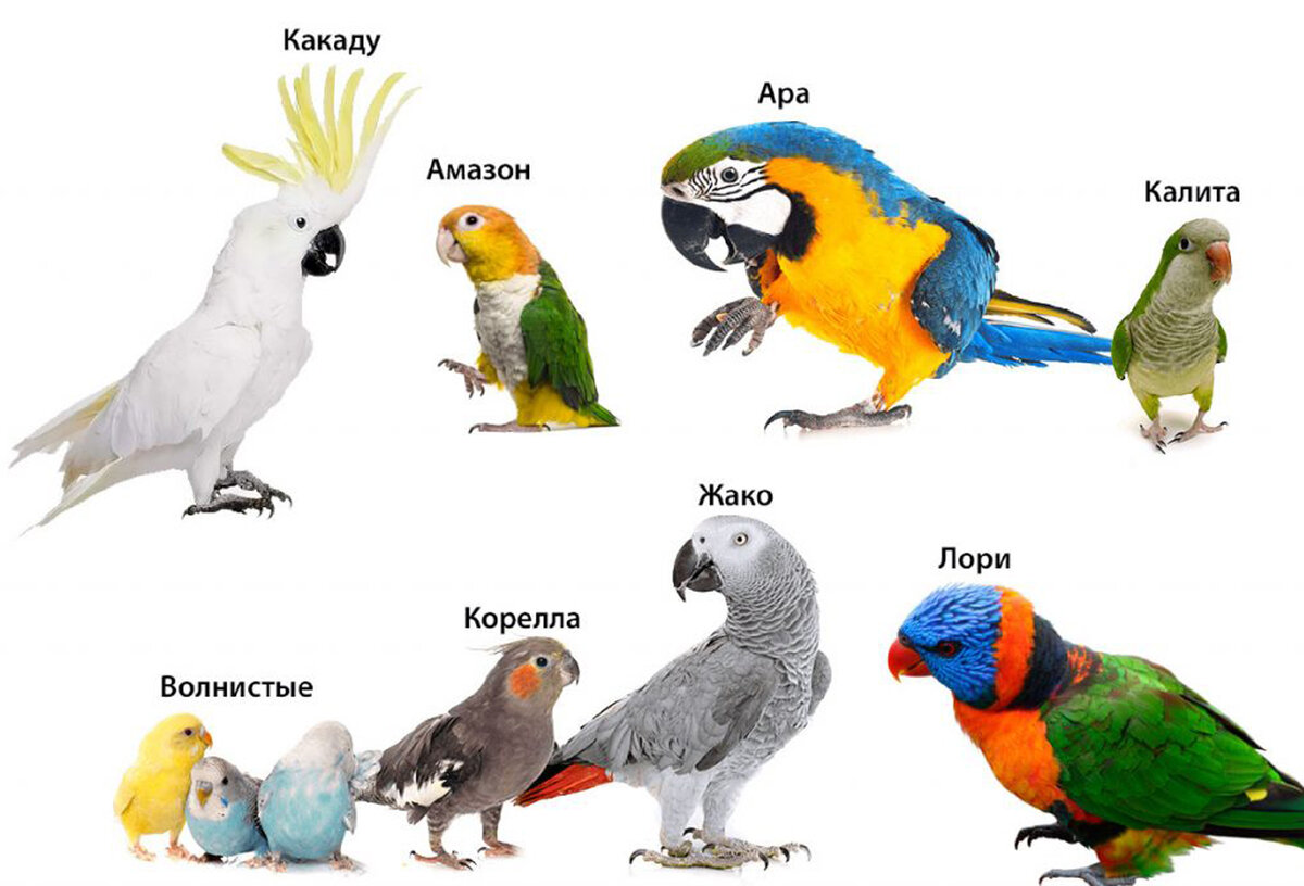 Слово попугай на английском. Попугай породы жако. Жако и волнистый попугай. Ара, корелла,Какаду и жако. Попугай жако и Какаду.