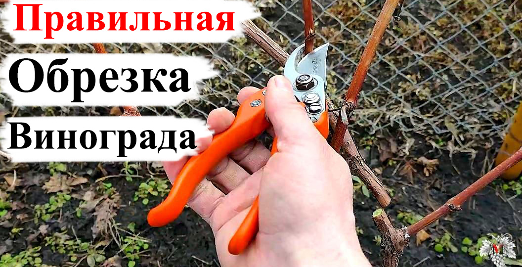 ОБРЕЗКА ВИНОГРАДА на Урожай! ОБРЕЗКА ВИНОГРАДА для Начинающих!