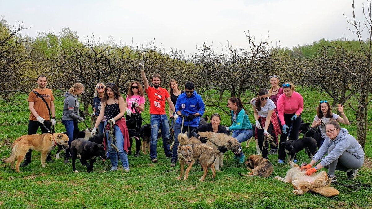 Проект "Погуляй собаку" действует уже два года