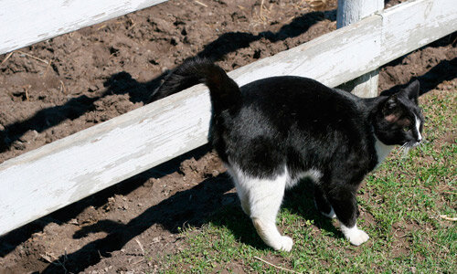 Как и зачем коты метят территорию, вставая на задние лапы | PetpoP.cc | Дзен