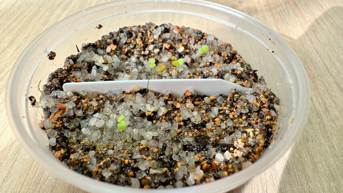 Модуль 1, 2 Всходы от 4/10/23