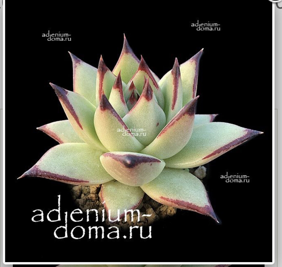Echeveria AGAVOIDES AHUALULCO фото с сайта https://adenium-doma.ru