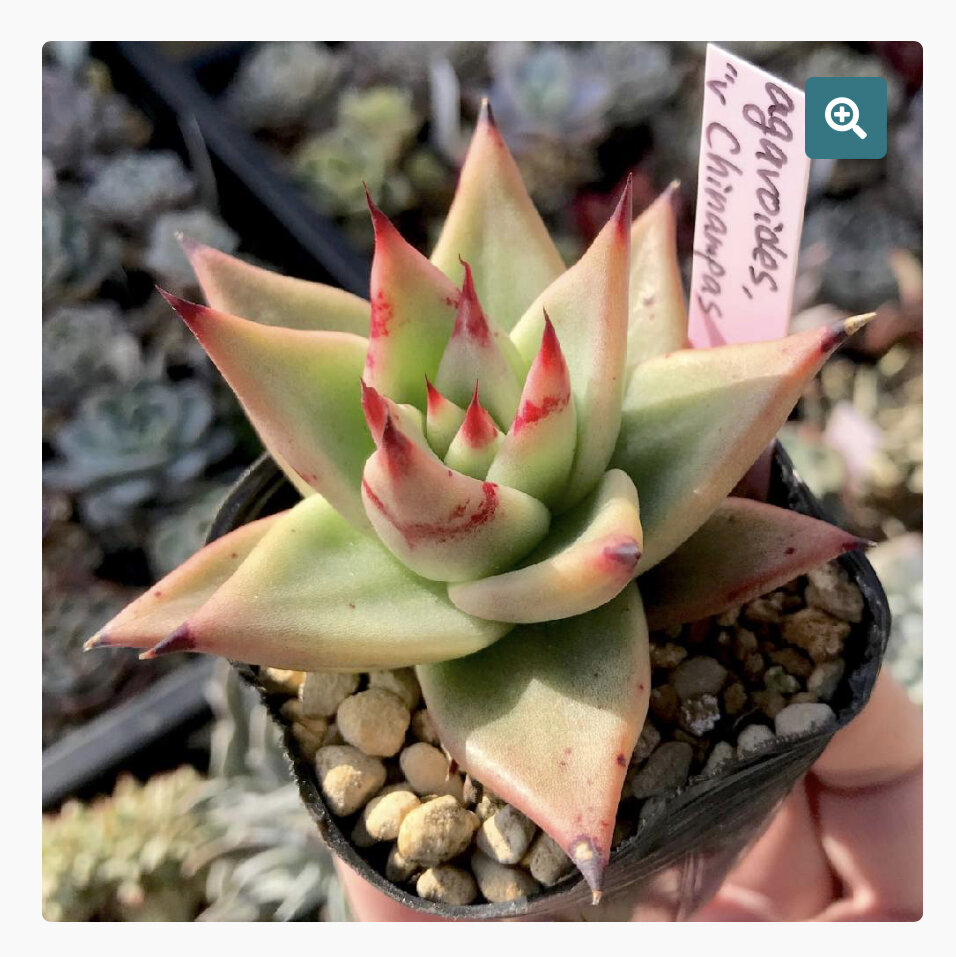 Echeveria AGAVOIDES CHINAMPA фото с сайта https://www.buy-seeds.ru