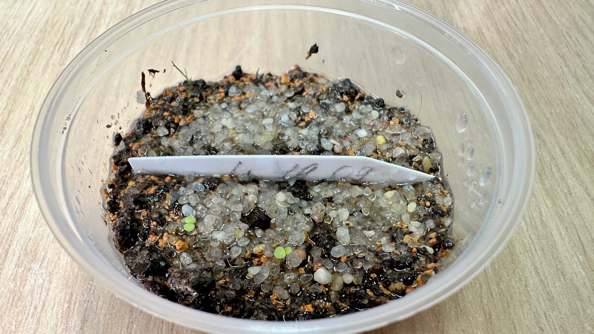 Модуль 3, 4 Всходы от 4/10/23