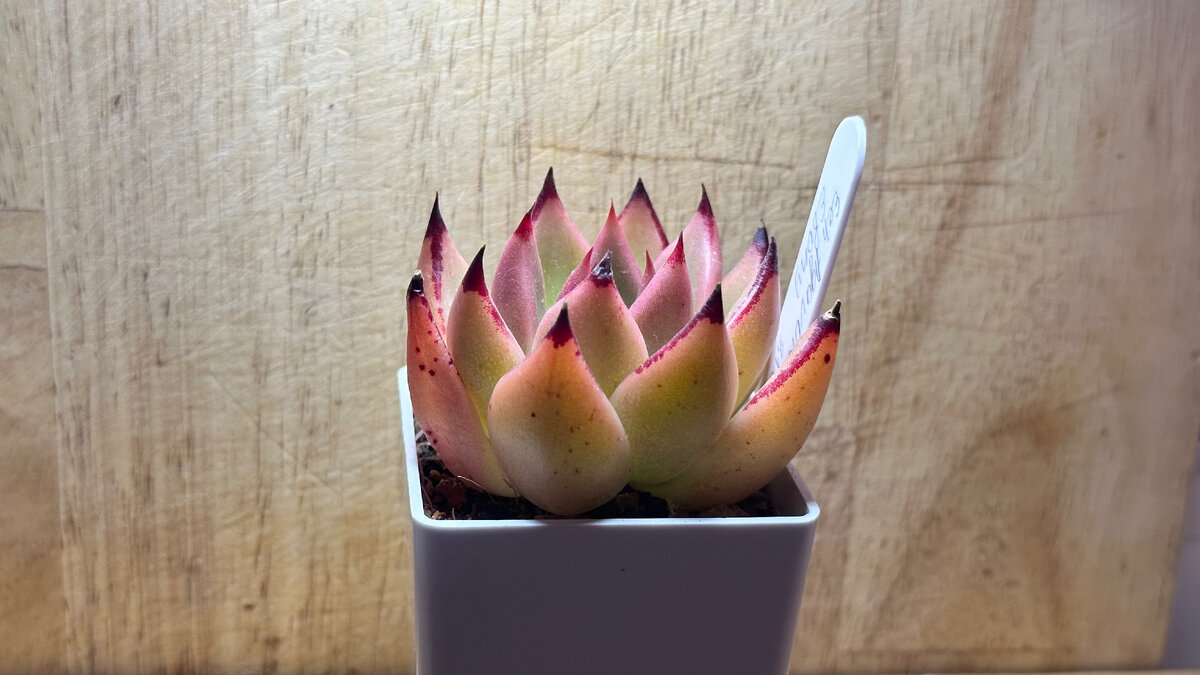 Echeveria AGAVOIDES EBONY, растение из моей коллекции 