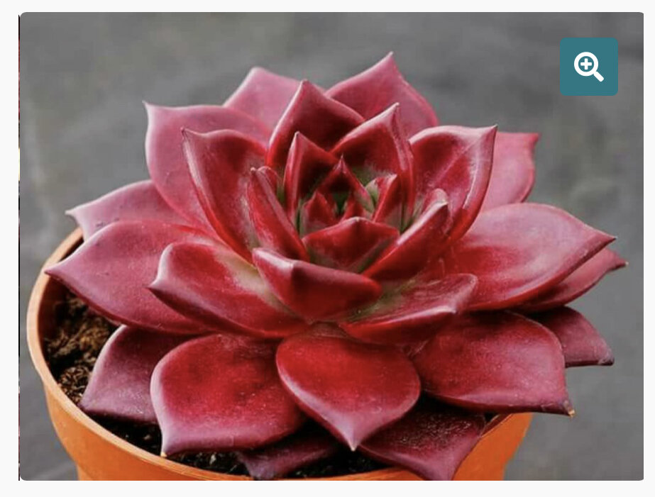 Echeveria AGAVOIDES ROMEO RUBIN фото с сайта https://www.buy-seeds.ru