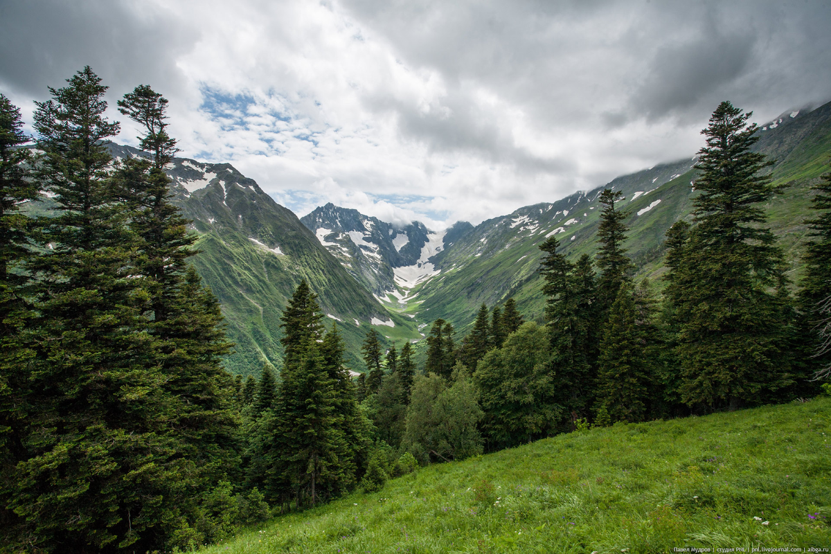 Кавказский лес. С яндекс-картинки https://707.su/kLv8 