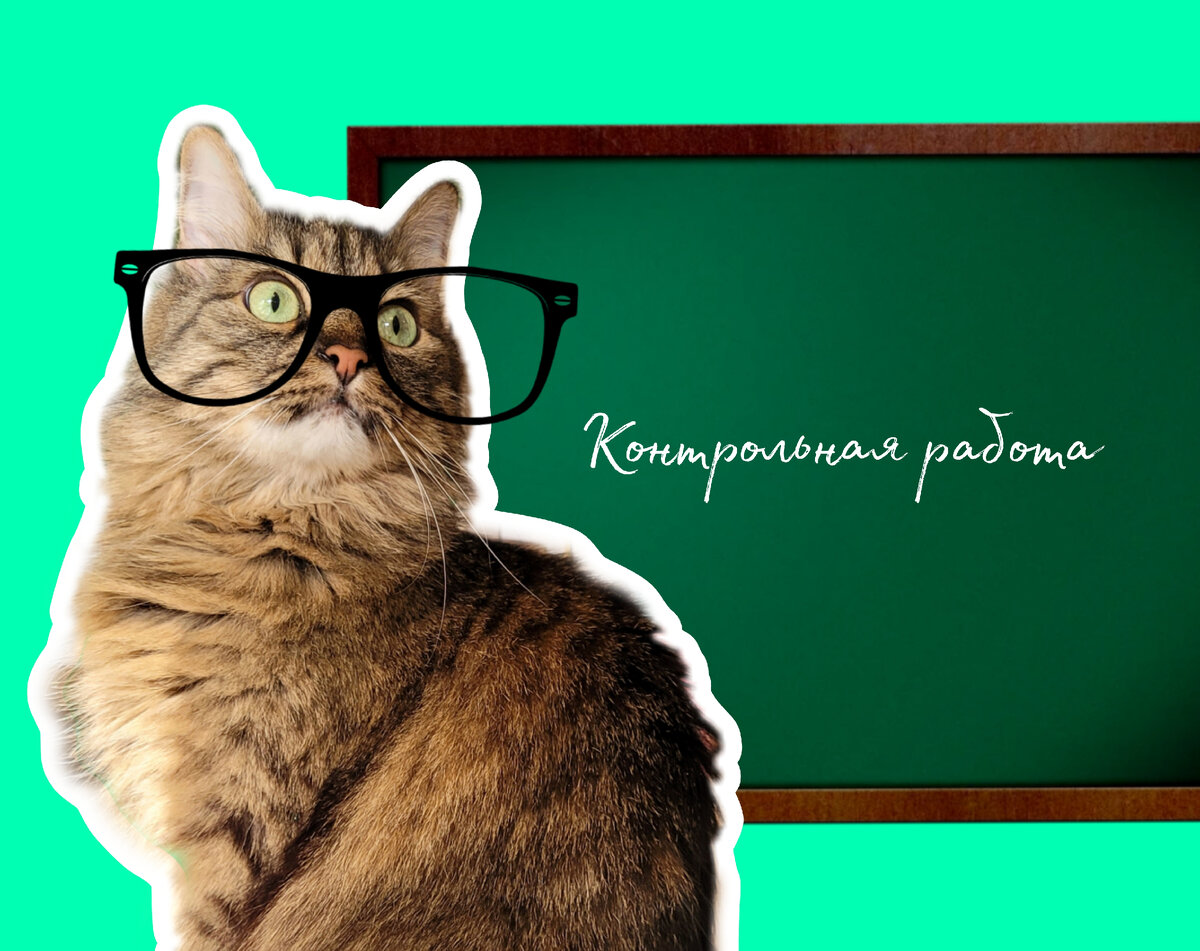 Моя пушистая помощница