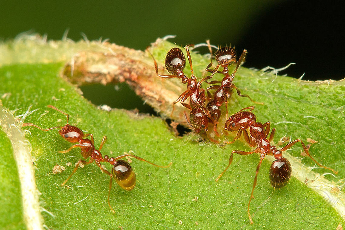 Про муравьев убийц. Solenopsis Invicta. Красные муравьи. Огненные муравьи. Королева огненных муравьев.