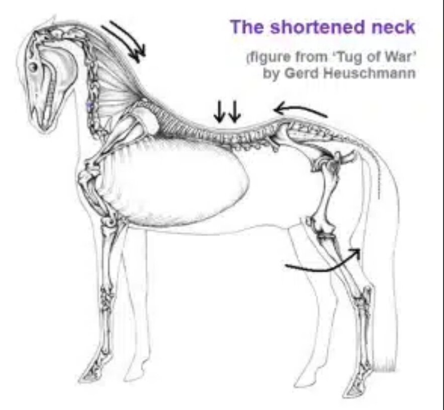 Маклок у лошади. Ревматическое воспаление копыт. Скакательный сустав у крс. Породы лошадей и их описание. Владимирский тяжеловоз и орловский рысак.