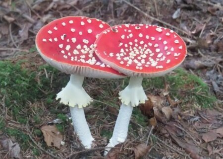    Эстонцам запретили лечиться мухоморами и лягушачьим ядом