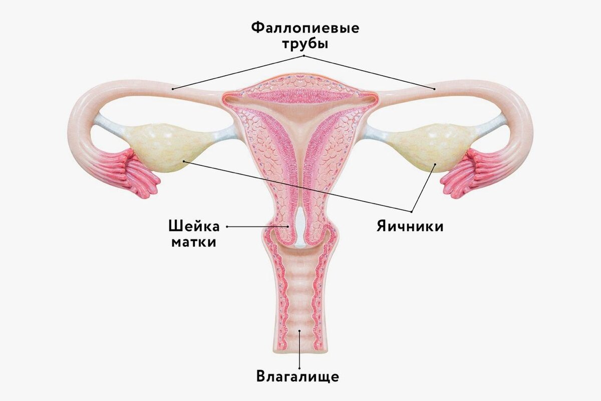 Матка яичники трубы анатомия