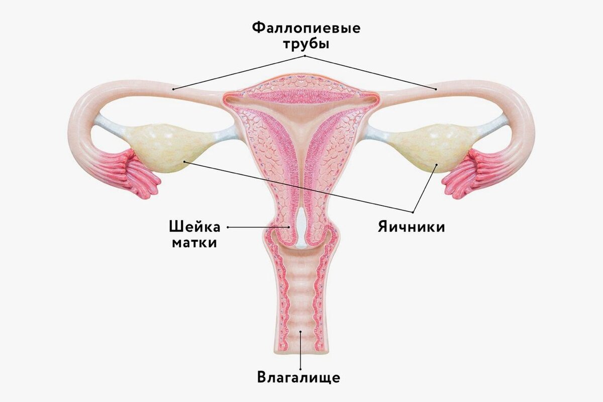 матка женщины картинки где находится