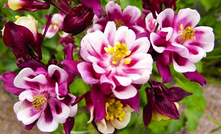 Самые неприхотливые цветы для тенистых мест в саду | GardenLife | Дзен