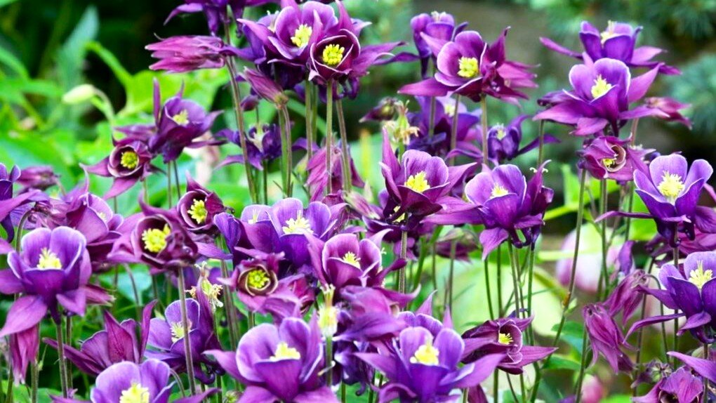 Самые неприхотливые цветы для тенистых мест в саду | GardenLife | Дзен