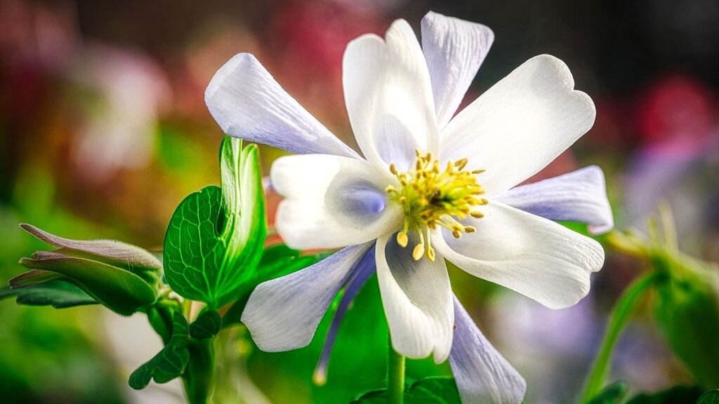 Самые неприхотливые цветы для тенистых мест в саду | GardenLife | Дзен