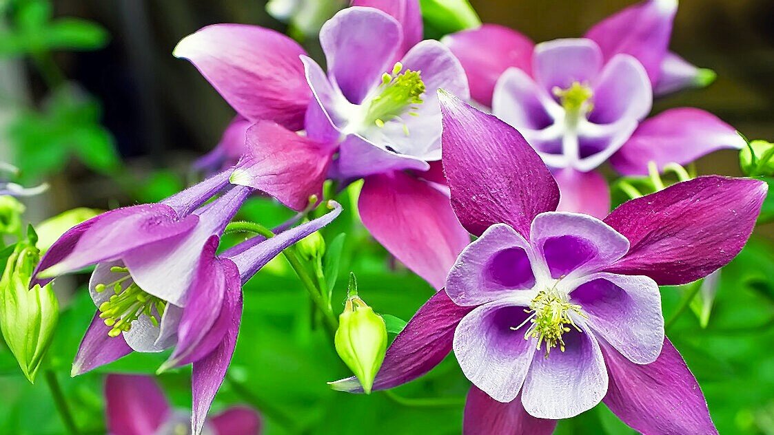 Самые неприхотливые цветы для тенистых мест в саду | GardenLife | Дзен