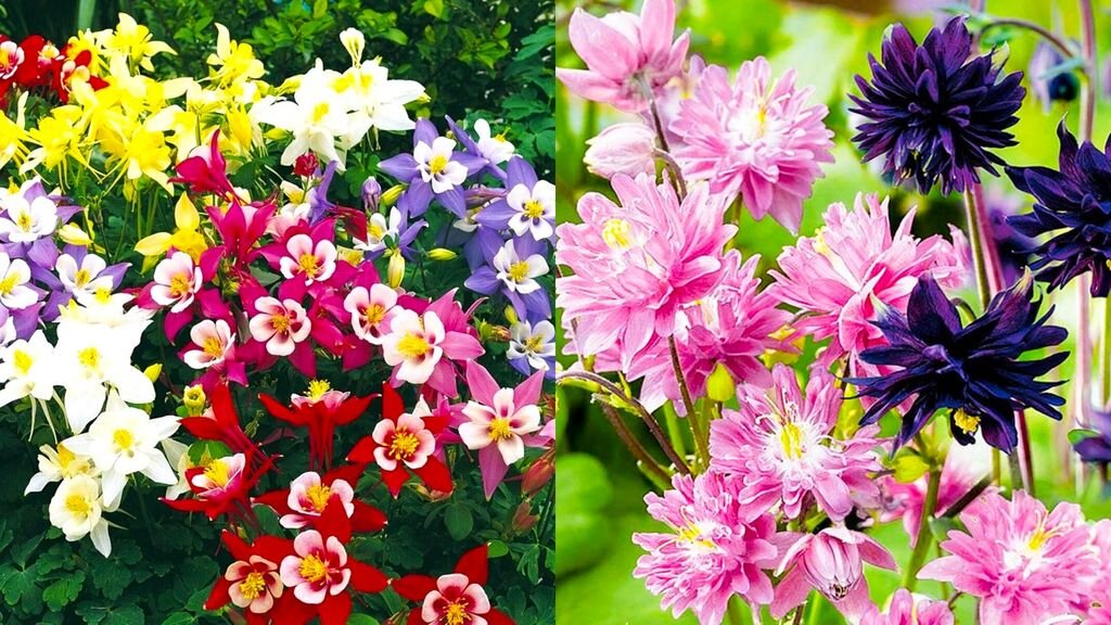 Самые неприхотливые цветы для тенистых мест в саду | GardenLife | Дзен