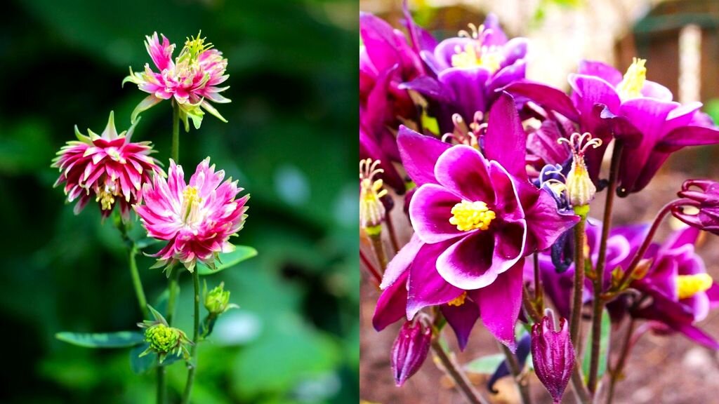 Самые неприхотливые цветы для тенистых мест в саду | GardenLife | Дзен