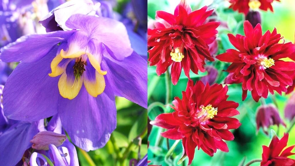 Самые неприхотливые цветы для тенистых мест в саду | GardenLife | Дзен