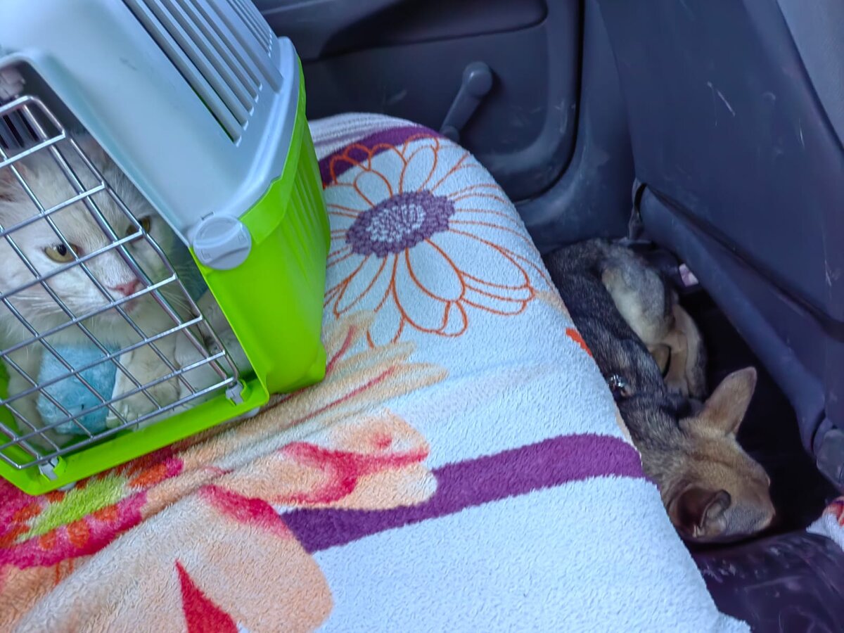 Гена и Рыся едут домой без Лапы