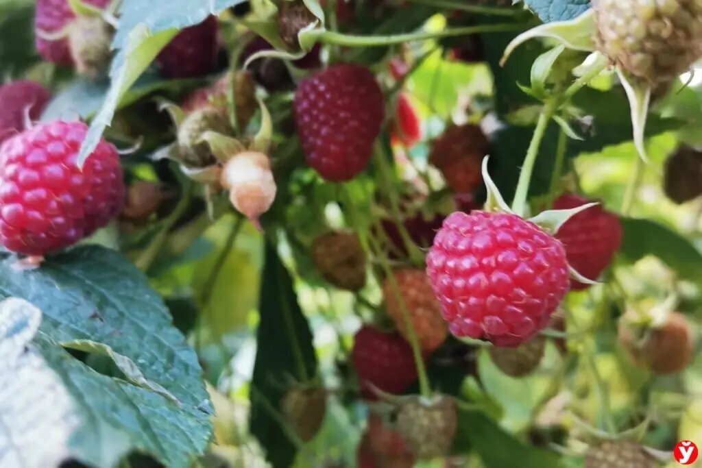 Добавьте описание