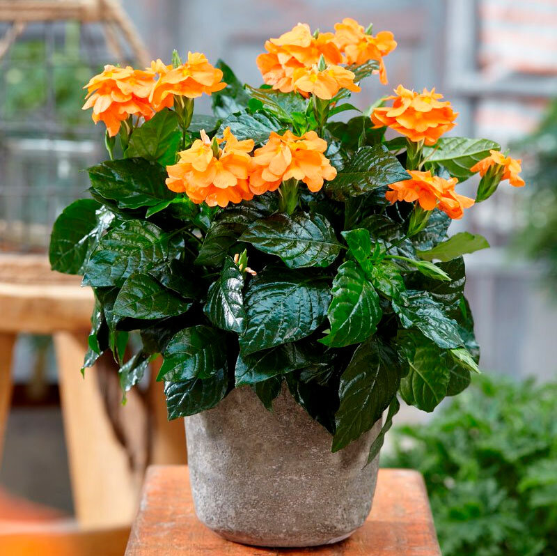 фото из открытого источника