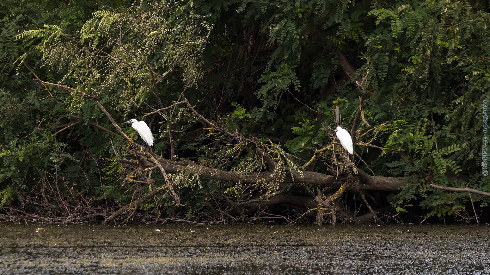 2. Малые белые цапли © NickFW.ru — 04.09.2021г.