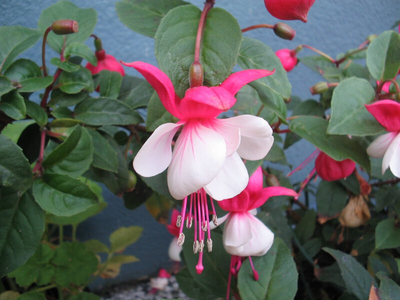 Фото с piqsels.com