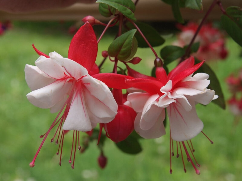 Фото с piqsels.com