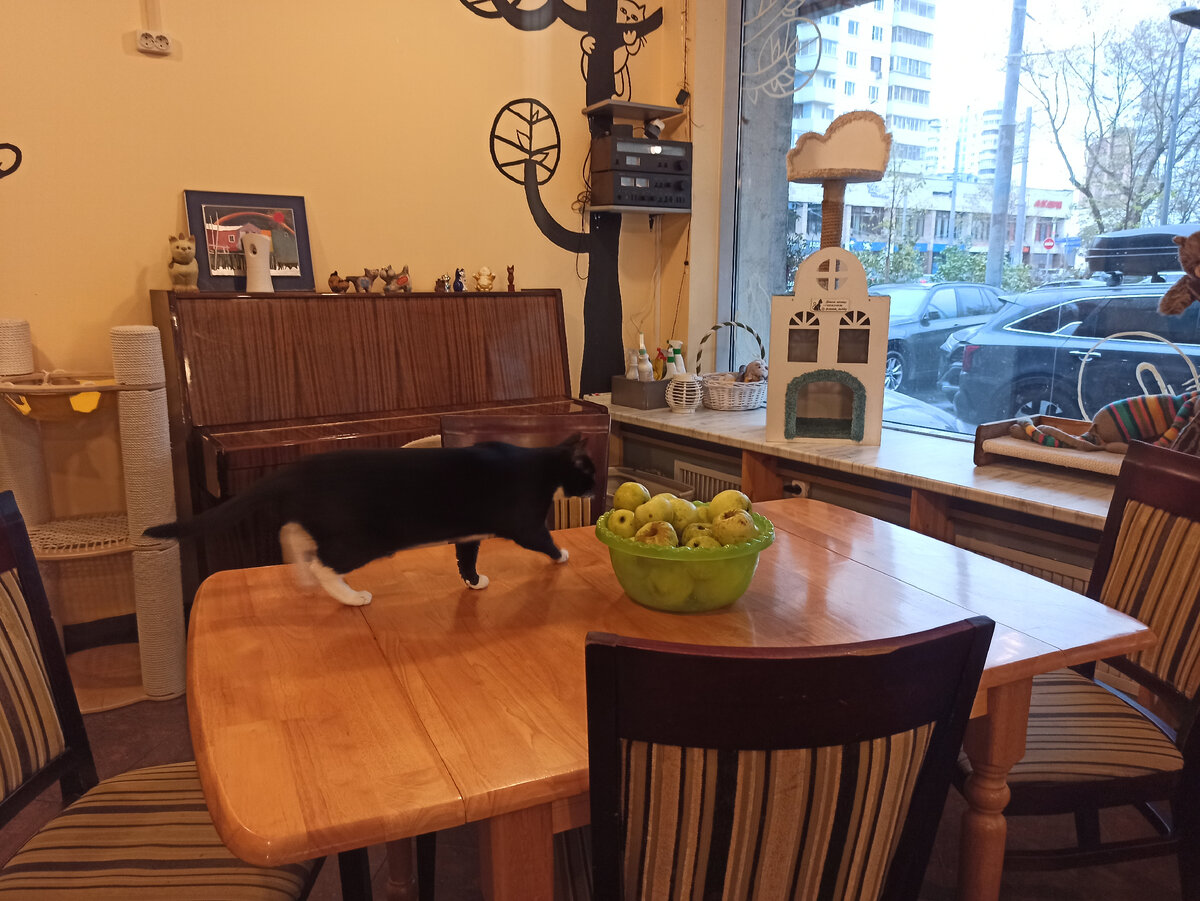 кошки свободно ходят по любым поверхностям, без ограничений