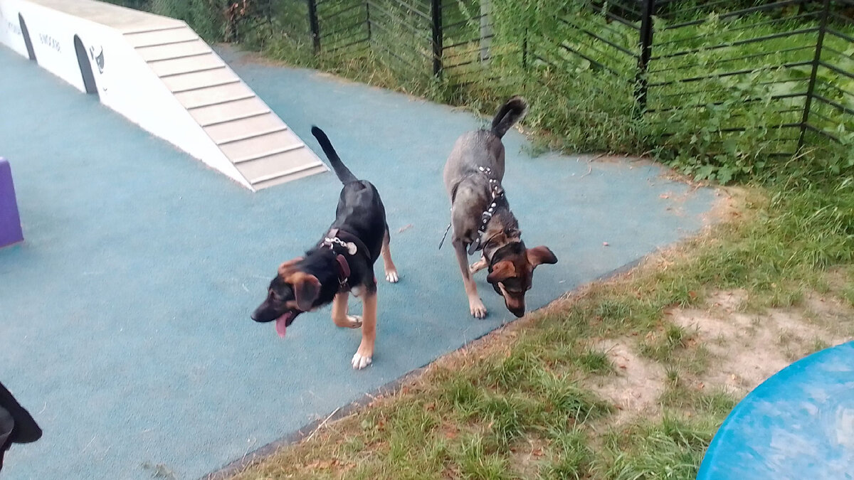 Платон и Тося