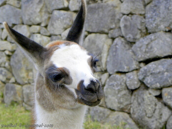 yeolka1. Лайвжурнал. ком.