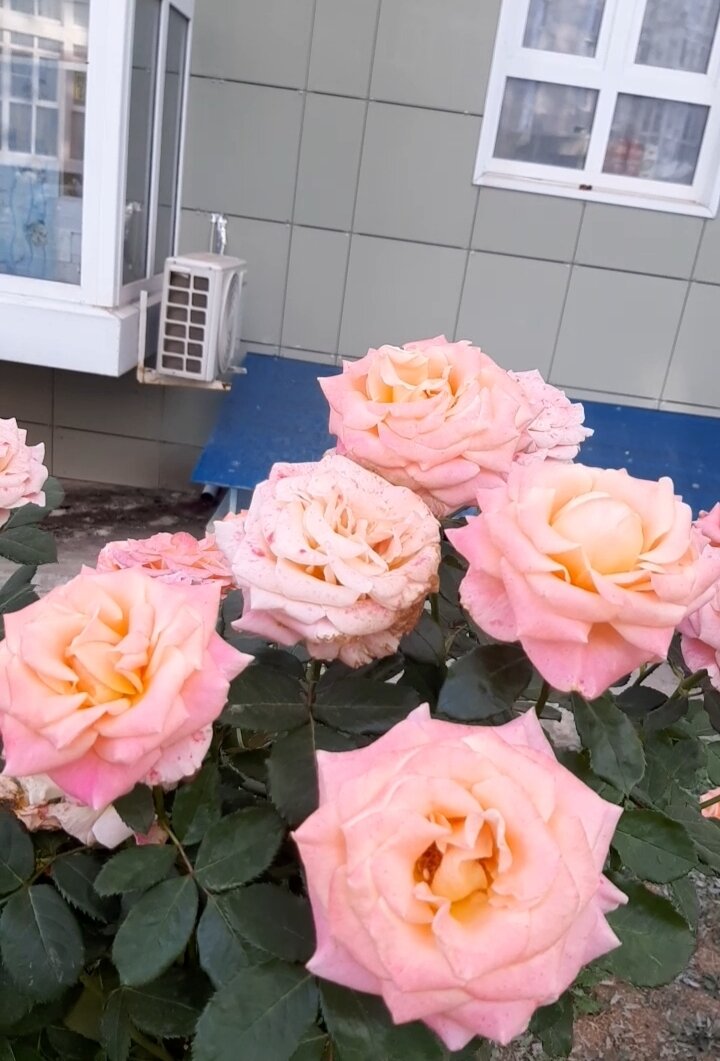 Пусть сегодня будут октябрьские розы)) Личное фото, сделано 04.10.2023